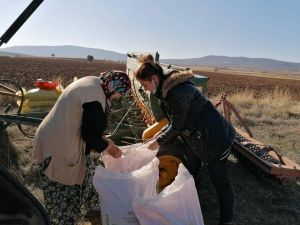 Aslanapa’da alternatif buğday çeşidi deneme ekimi