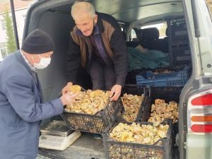 Melki mantarı cep yakıyor