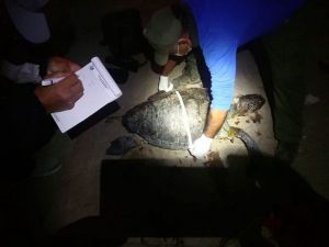 Kuşadası’nda iki kaplumbağa ölü olarak bulunduu