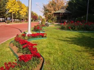 Keçiören’in parkları kasımpatılarla renklendi