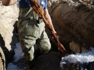 Suların az akmasının sebebi kunduz çıktı