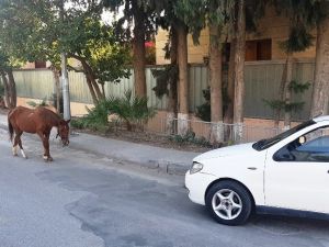 Bodrum’da başıboş at trafiği birbirine kattı