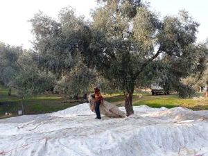 Ödemiş’te zeytin zamanı