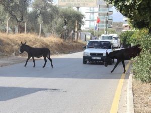 Kuraklık eşeklere yaradı