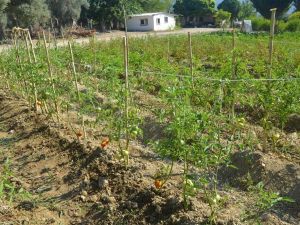 Kuşadası’nın organik ürünleri Türkiye’ye açılıyor