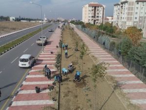 Susuzluğa dayanıklı bitkiler Manisa’yı renklendirecek