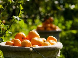 Dünya Türk mandalinasına hücum etti