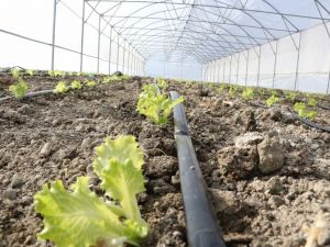 Büyükşehir destekli seralarda üretim devam ediyor
