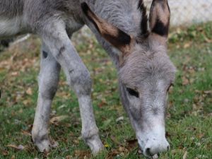 Pekmez’in hayvan barınağında en yakın arkadaşları köpekler oldu