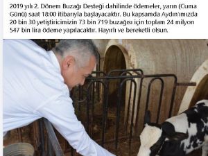 Buzağı destek ödemeleri yarın başlıyor