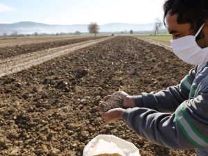 Menteşe Belediyesi hayvan yetiştiricisi için yem bitkisi üretiyor