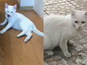 Depremden kurtarılan can dostlar sahiplendiriliyor