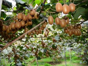 Pandemide C vitamini deposu kiviye ilgi arttı