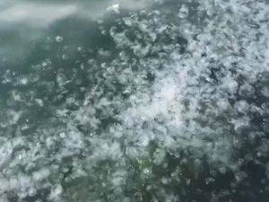 İstanbul Boğazı’nı denizanaları bastı