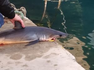 Akyaka sahilde ölü köpekbalığı bulundu
