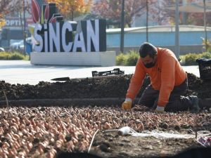 Sincan’da binlerce lale soğanı toprakla buluştu