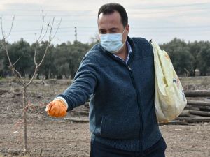 Akhisar’da Ata tohumu ’Karakılçık’ buğdayı toprakla buluştu
