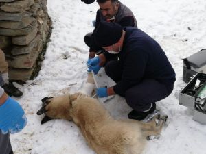 Başıboş sokak hayvanları uzman ellere emanet