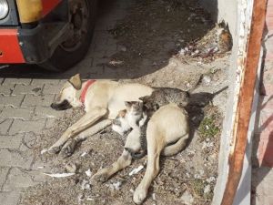 Labrador cinsi köpek kedi yavrularına annelik yapıyor
