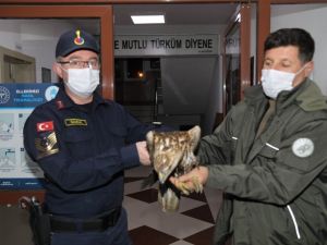 Baraj gölüne düşen kızıl şahini jandarma kurtardı
