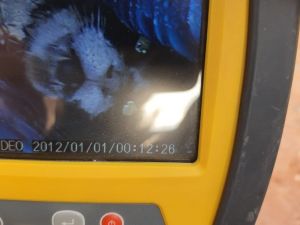 Borunun içine sıkışıp üzerine beton dökülen kedi 2 gün sonra kurtarıldı