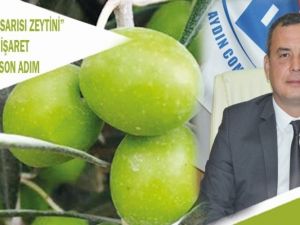 Aydın’a özgü Yamalak Sarısı Zeytini’nde sona gelindi