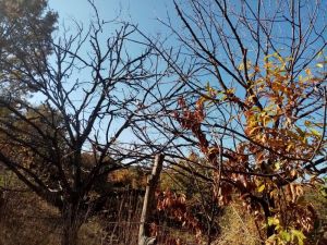 Kestane dal kanserine çare bulunamadı, rekolte her geçen gün düşüyor