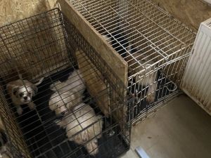 Başkent’te binanın bodrum katında 68 köpek bulundu