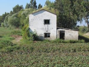 Aşağı Büyük Menderes Havzası yağmura hasret
