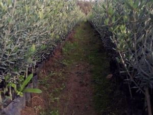 Bodrumlu üreticilerden Gemlik zeytini talebi