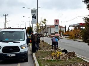 Maden Şehitleri Caddesi ağaçlandırılıyor