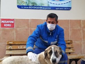 Görme engelli köpek, sıcak yuvasına kavuştu