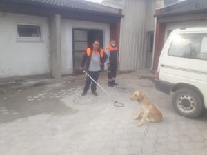 Yaralı köpeği ilk müdahale zabıta ekipleri tarafından yapıldı