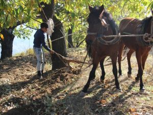 Traktör ağaç köklerine zarar verince atlar yeniden sabana koşuldu