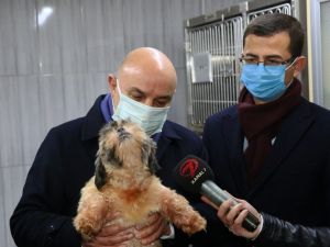 68 adet cins köpek Keçiören Belediyesi’nin korumasına alındı