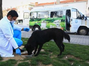 Kısıtlamada sokak hayvanları Büyükşehir’e emanet