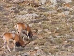 Kumalar dağına 30 yaban koyunu yerleştirildi
