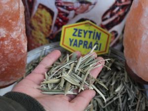 Zeytin yaprağı ve kekik bağışıklık sistemini güçlendiriyor