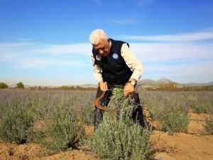 Muğla’da ikinci Lavanta hasadı yapıldı