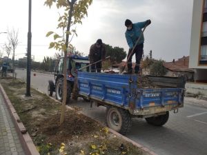 Akhisar Ring Yolu ağaçlandırılıyor