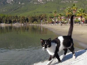 Sakin kent kedi ve köpeklere kaldı