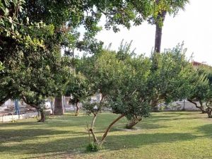 Çeşme’deki sakız ağaçları koruma altında