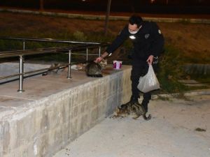 İzmir polisinden örnek davranış: Aç kalan hayvanları elleriyle besledi