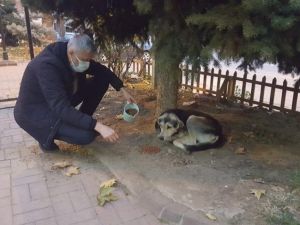 Kısıtlamada sokak hayvanları unutulmadı