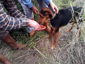 İzmir İtfaiyesi, kuyuda mahsur kalan köpeği kurtardı