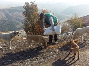 Çankaya Belediyesi 56 saatlik kısıtlamada sokak hayvanlarını unutmadı