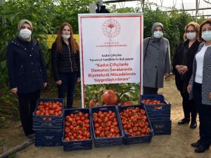 Biyoteknik mücadeleli serada hasat başladı