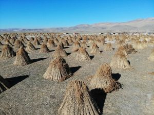 200 nüfuslu köy 5 ayda 1 milyon dolarlık ihracat yapıyor