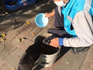 Avcılar’da kısıtlamada sokak hayvanları unutulmadı