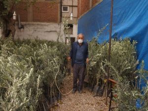 Sarıgöl Ziraat Odasından çiftçilere sekiz bin zeytin fidanı